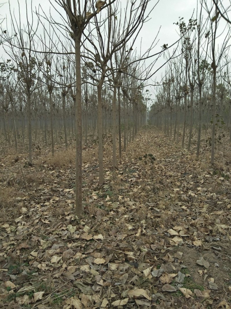 【有好货】精品梓树2-4公分梓树自己苗圃量大从优