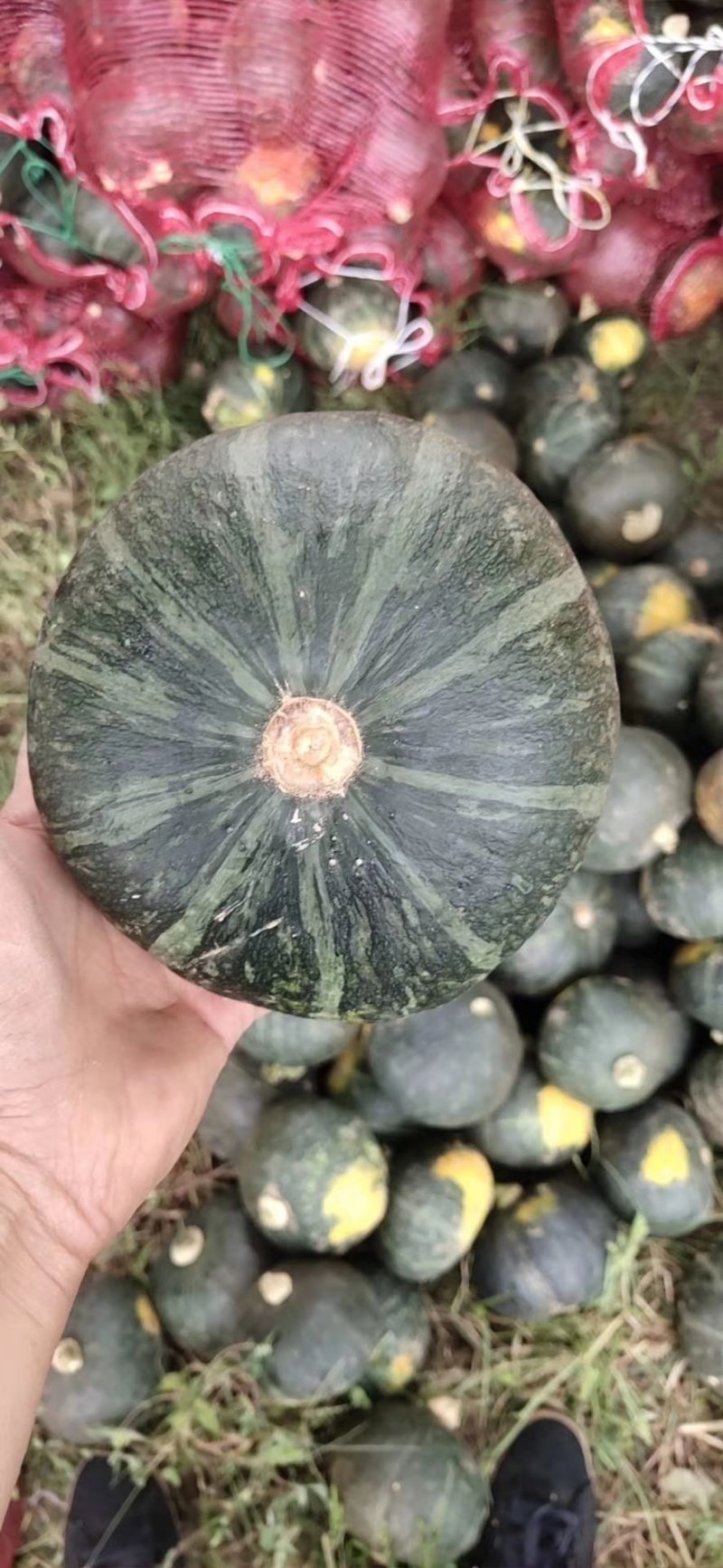 辽宁锦州凌海新西兰南瓜。精品板栗南瓜，货源充足，质量保证