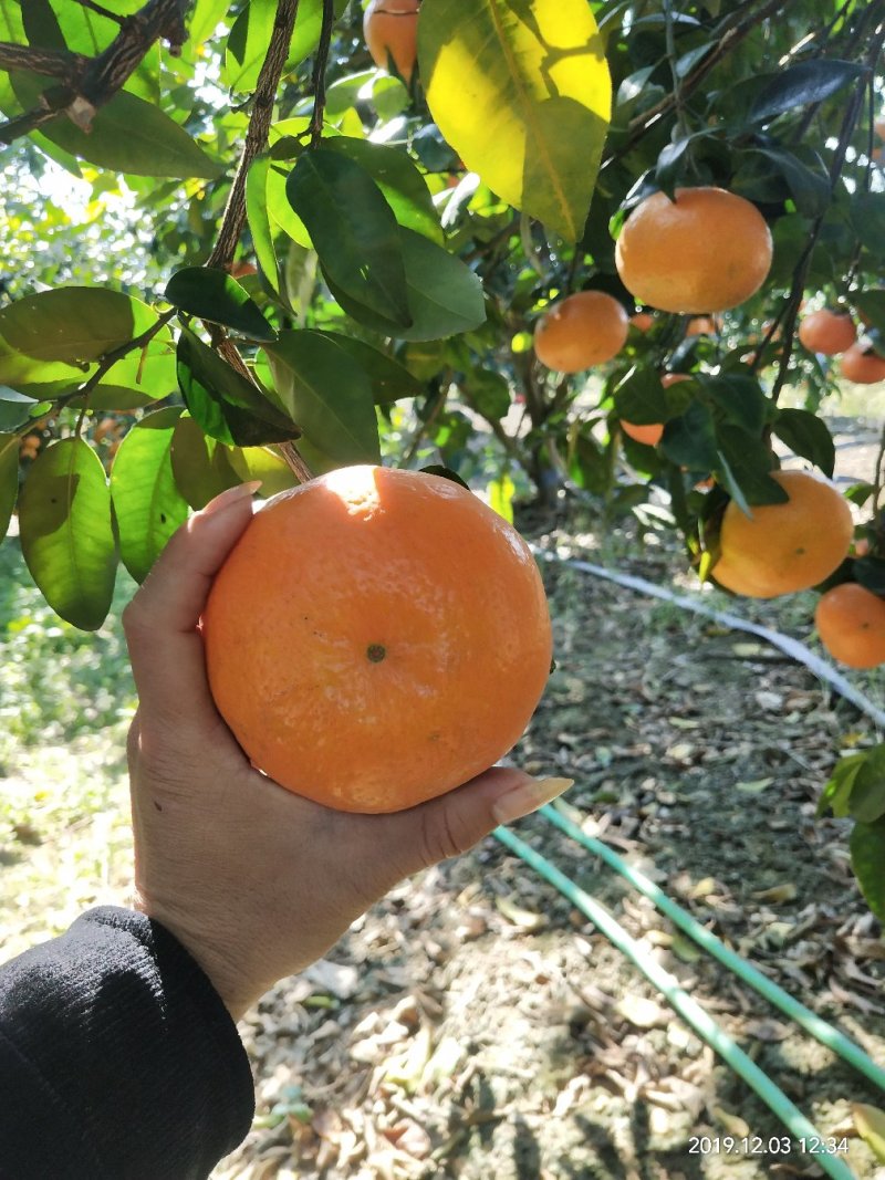 沃柑精品沃柑柑橘