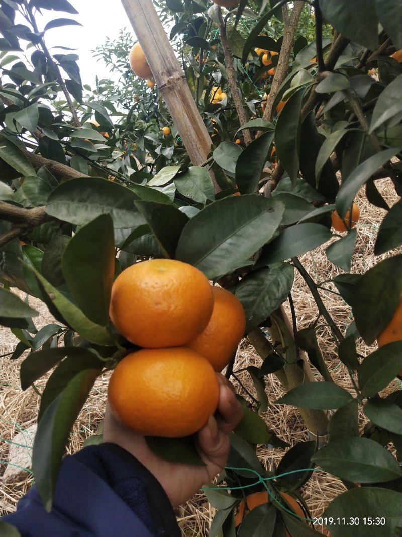 沃柑精品沃柑柑橘