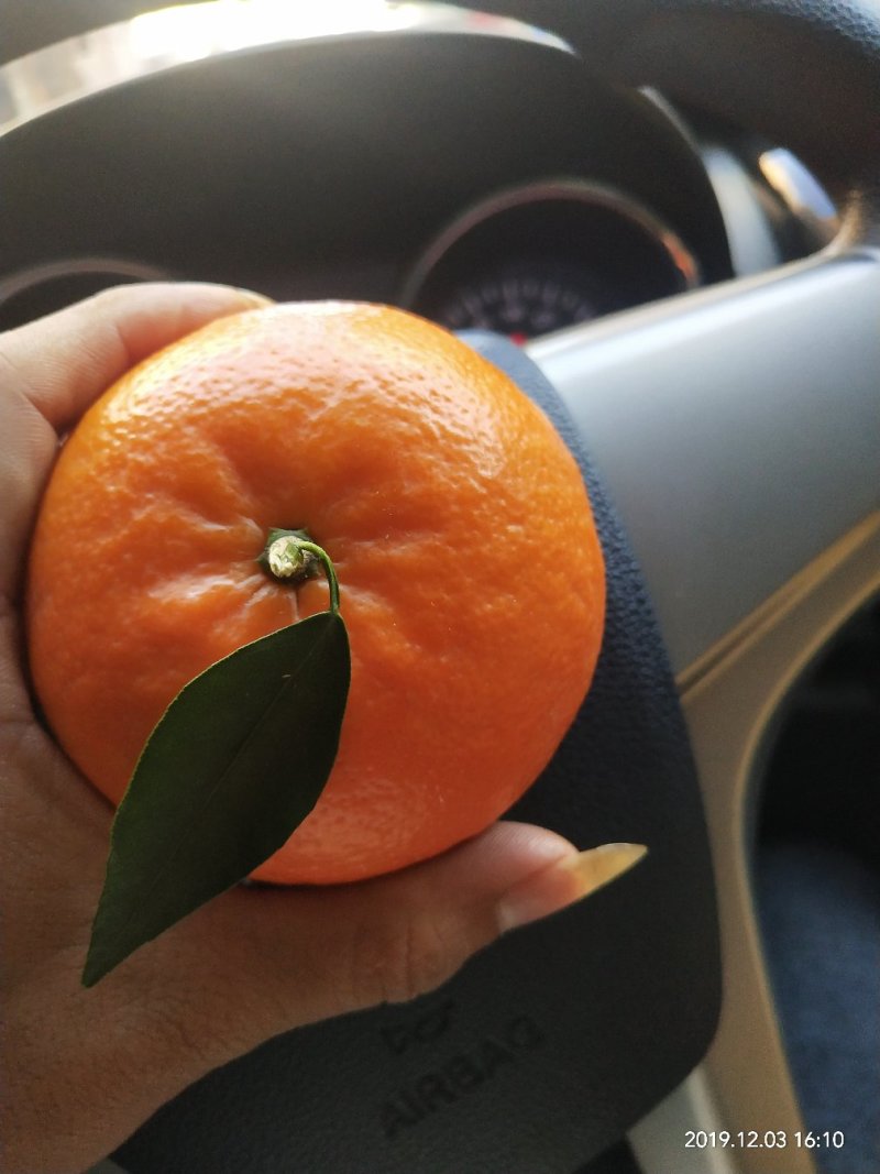 沃柑精品沃柑柑橘