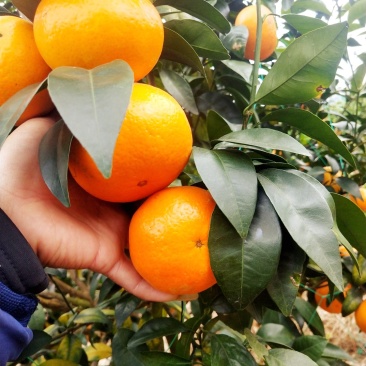 沃柑精品沃柑柑橘