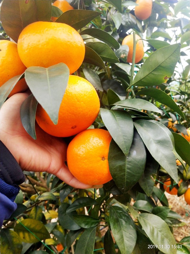 沃柑精品沃柑柑橘