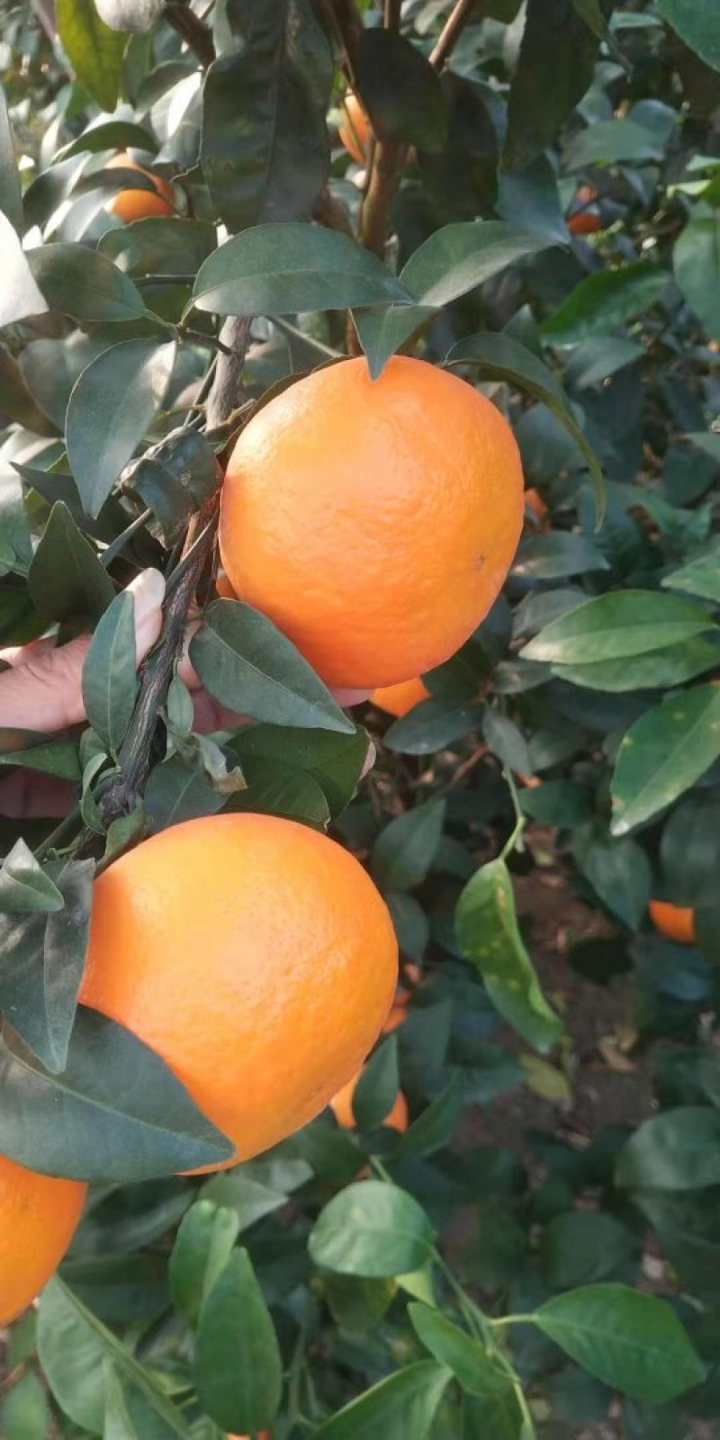 沃柑精品沃柑柑橘