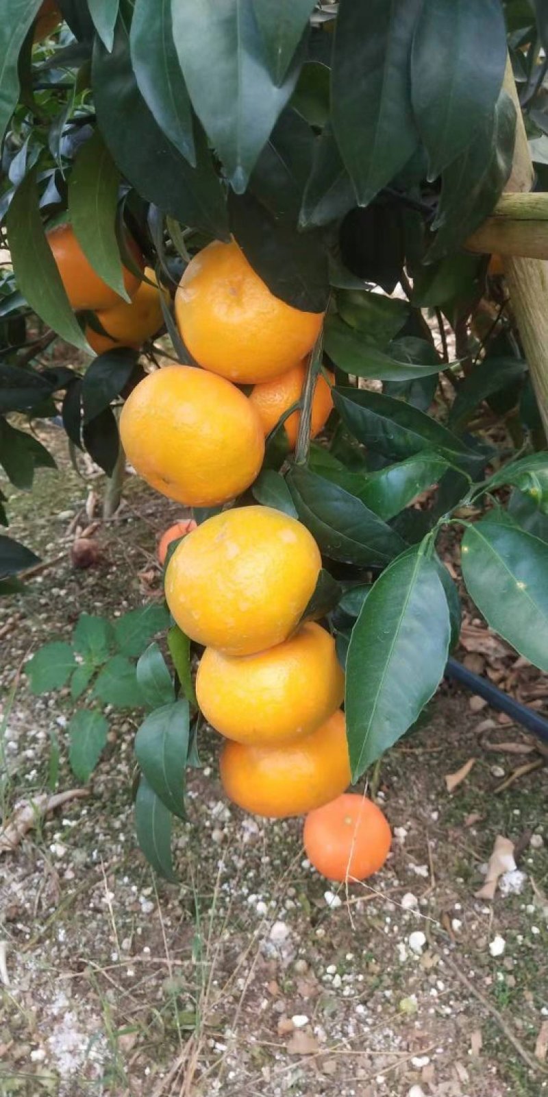 沃柑精品沃柑柑橘
