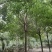 五角枫树，五角枫苗一手货源规格齐全常年优等苗批发