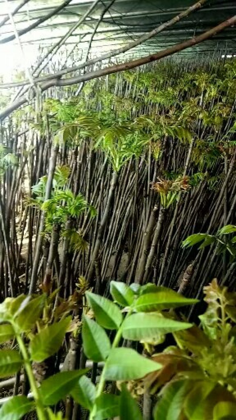 红油香椿苗，诚信至上，物流方便，质量保证，自家树苗