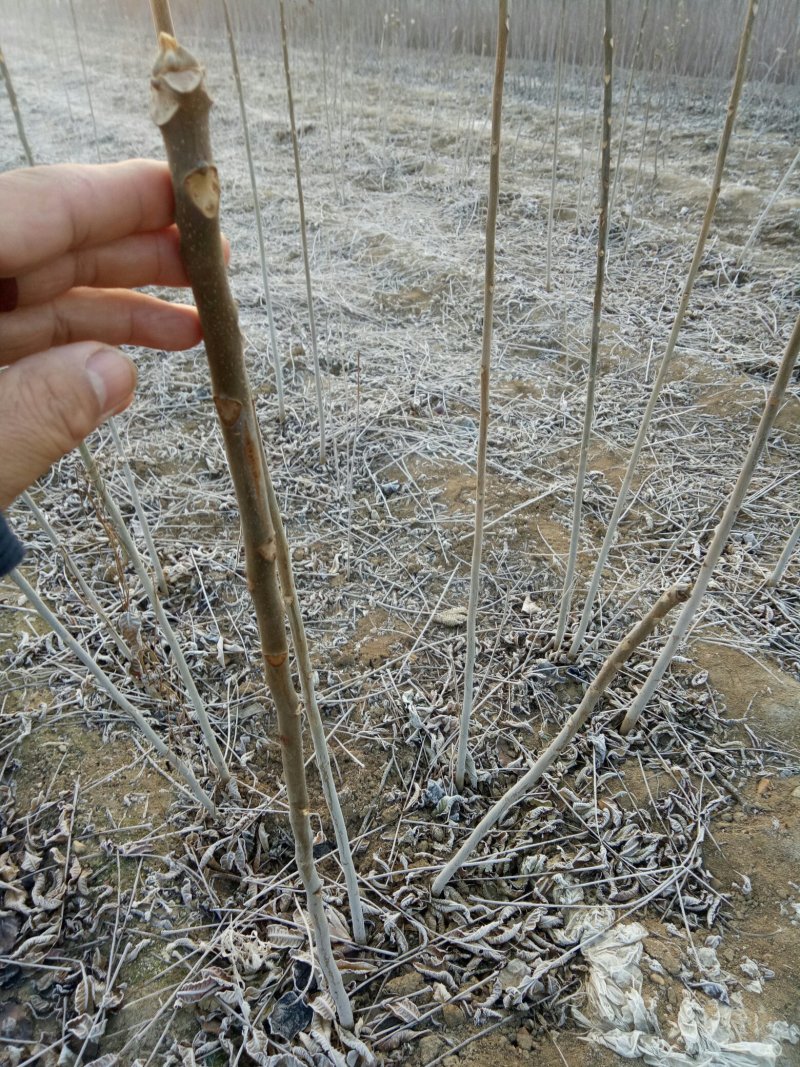 红油香椿苗，诚信至上，物流方便，质量保证，自家树苗