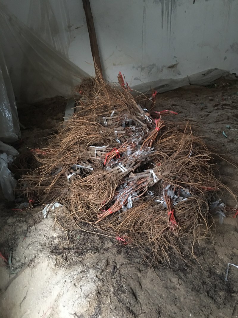 葡萄苗红巴拉多葡萄苗提子苗山东基地出售红巴拉多葡萄苗
