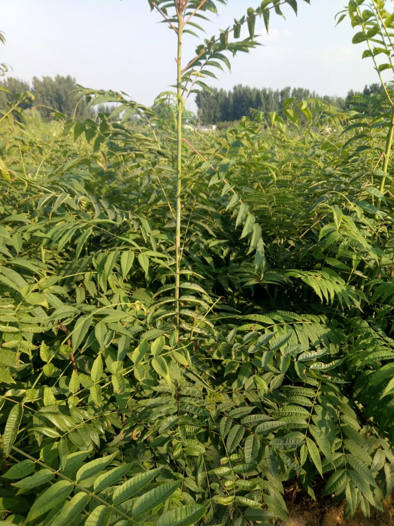 红油香椿苗，诚信至上，物流方便，质量保证，自家树苗