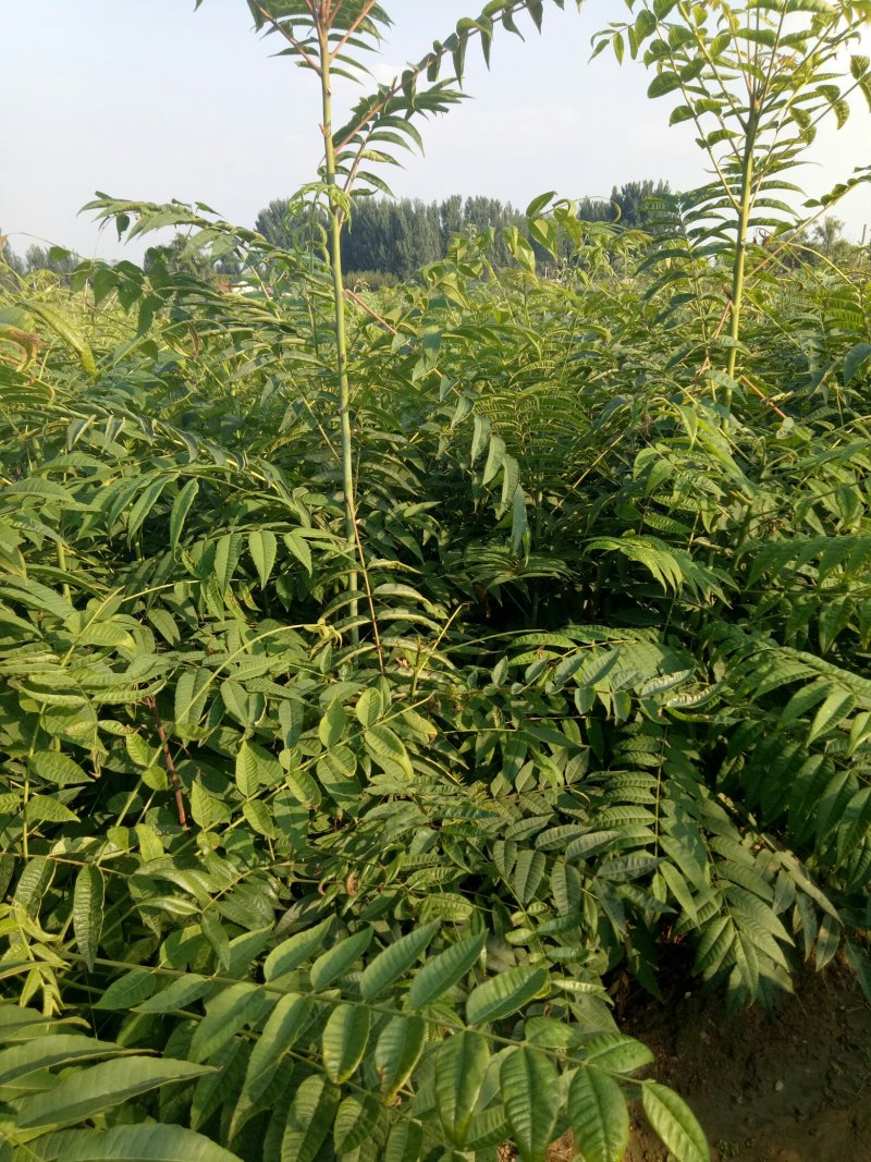 红油香椿苗，诚信至上，物流方便，质量保证，自家树苗