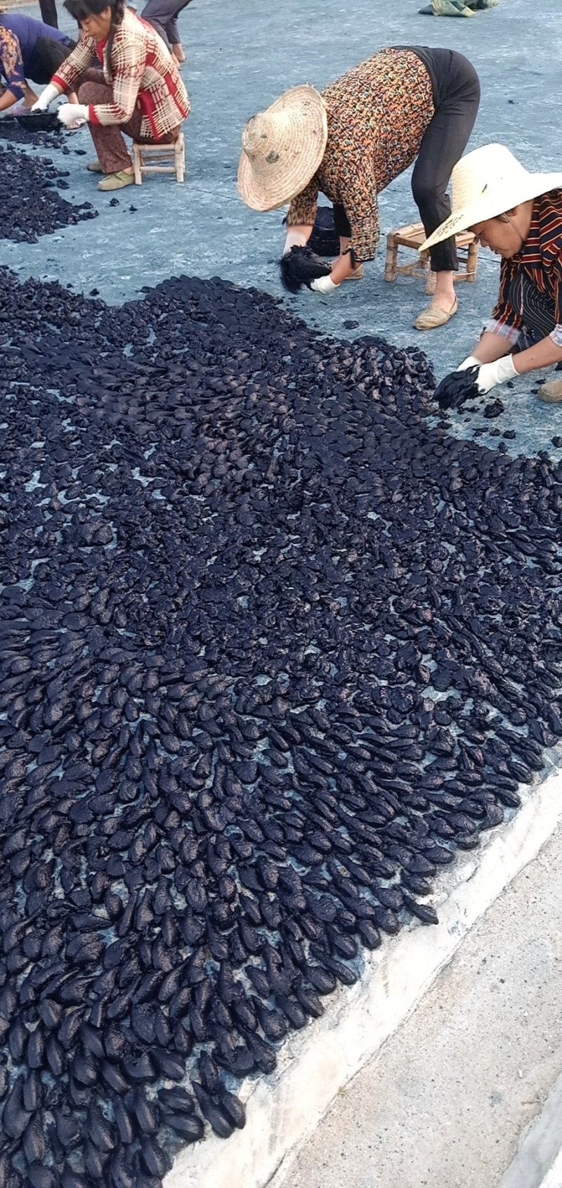 青黛全检合格25版青黛