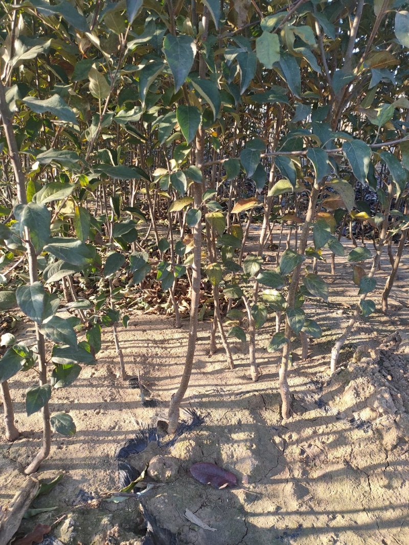 苹果苗苹果树品种纯红富士苹果苗维纳斯苹果苗