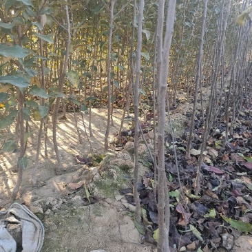 苹果苗苹果树品种纯红富士苹果苗维纳斯苹果苗