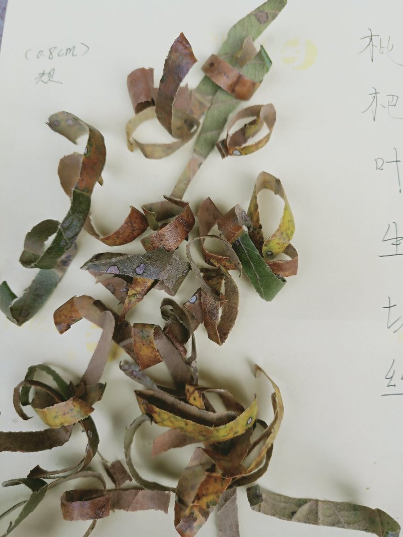 福建枇杷叶青统产地直发量大从优手捡叶干度好无泥巴