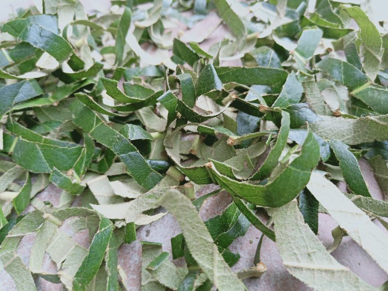 福建枇杷叶青统产地直发量大从优手捡叶干度好无泥巴