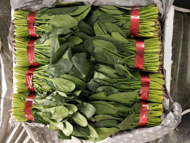 菠菜