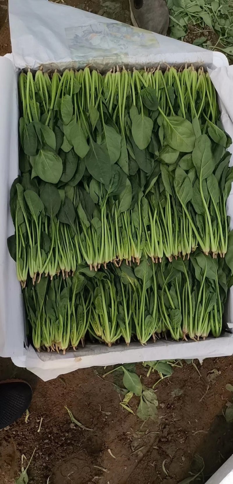 菠菜