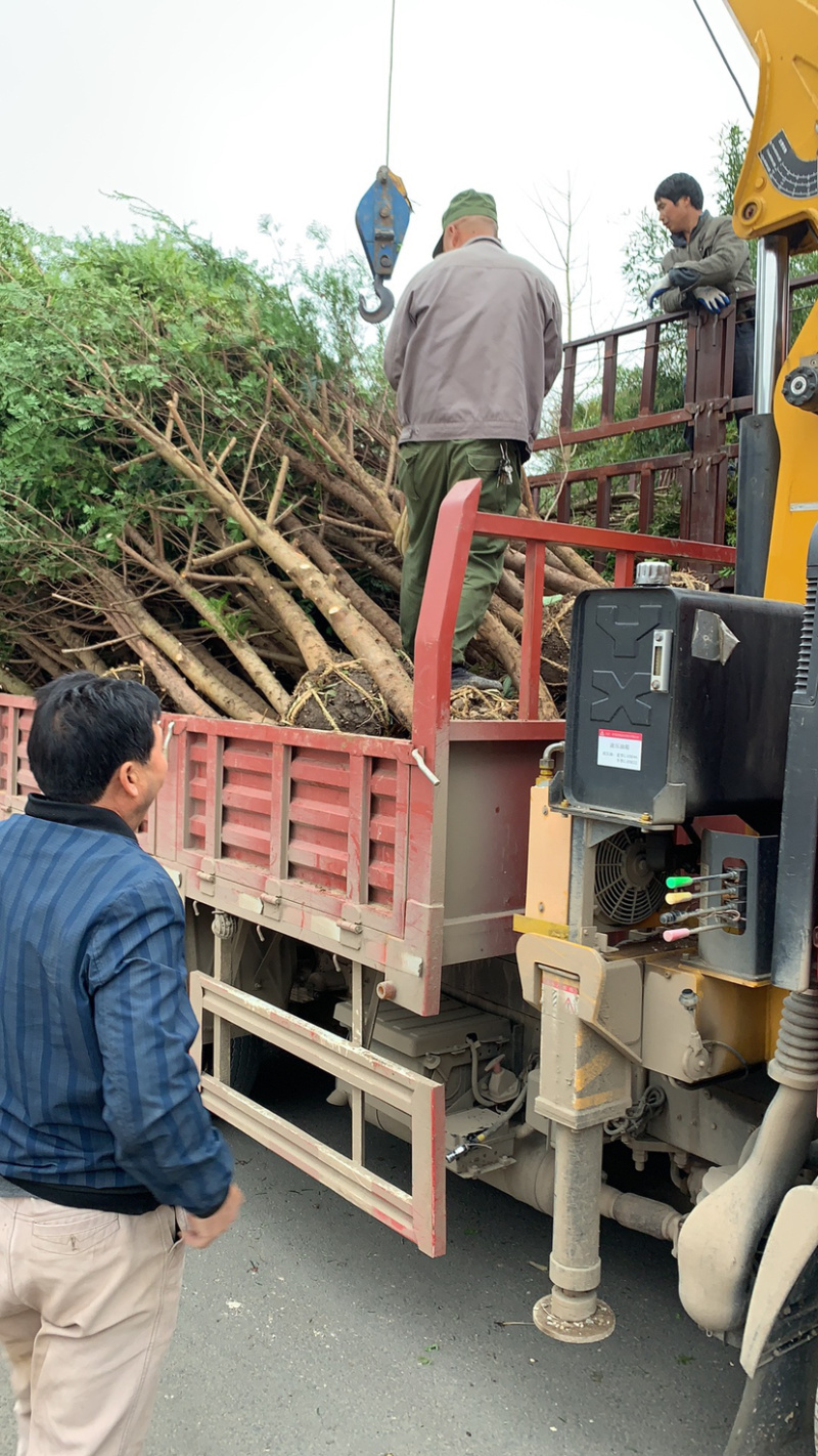 红豆杉8-12公分征用苗占地苗培款苗大量供应