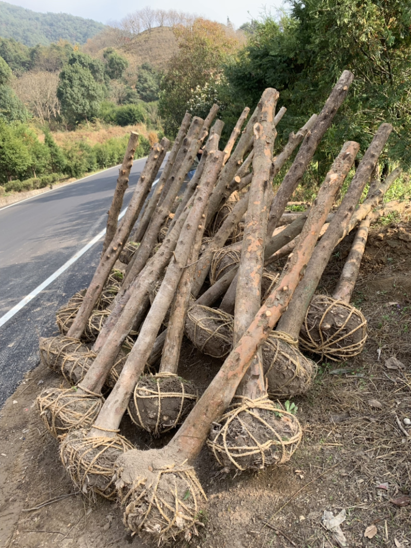 红豆杉8-12公分征用苗占地苗培款苗大量供应