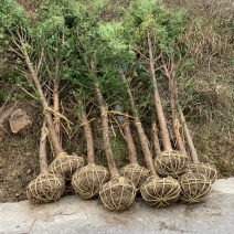 红豆杉8-12公分征用苗占地苗培款苗大量供应