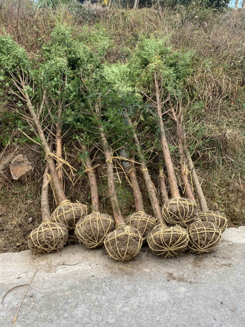 红豆杉8-12公分征用苗占地苗培款苗大量供应