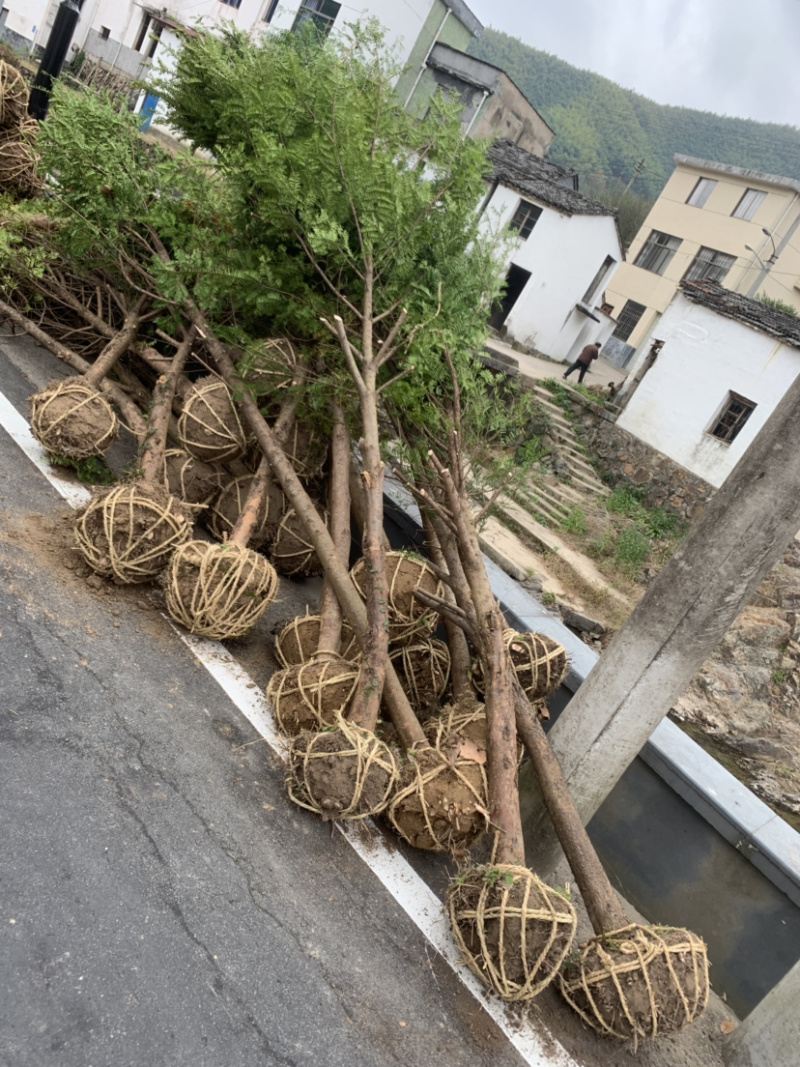 红豆杉8-12公分征用苗占地苗培款苗大量供应