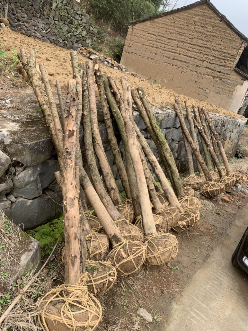 红豆杉8-12公分征用苗占地苗培款苗大量供应