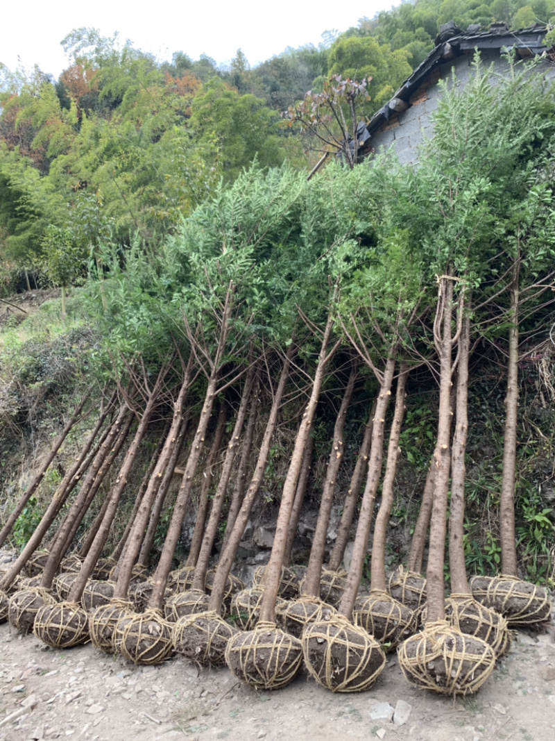红豆杉8-12公分征用苗占地苗培款苗大量供应