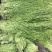 贡菜