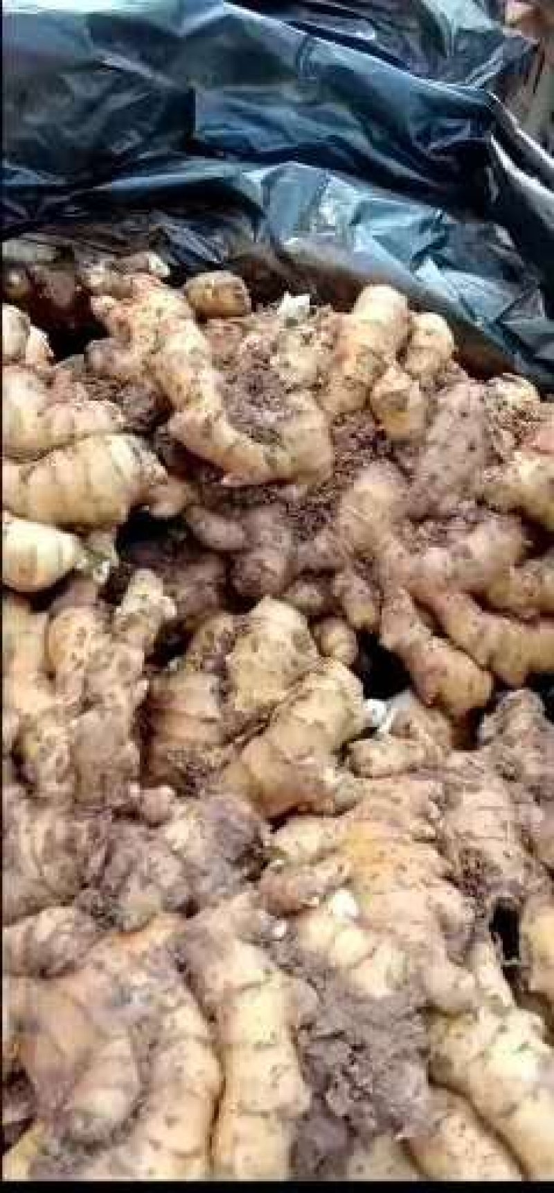 优质生姜产地批发，大黄姜，小黄姜货源充足，全国发货