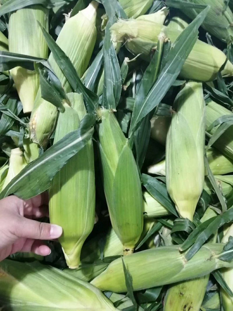 云南自种大颗粒新鲜水果玉米支持一件代发一件也包邮基地直发