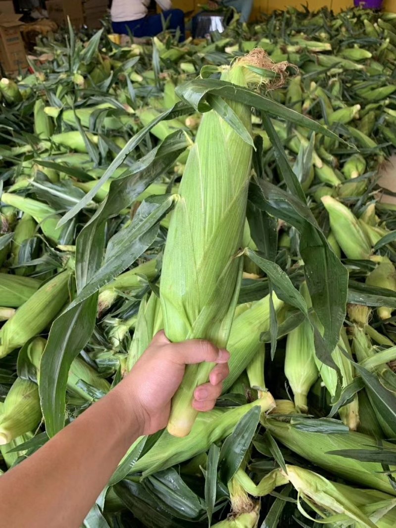 云南自种大颗粒新鲜水果玉米支持一件代发一件也包邮基地直发