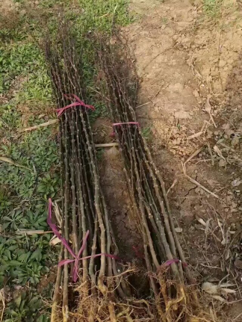 大红袍花椒苗1~2年