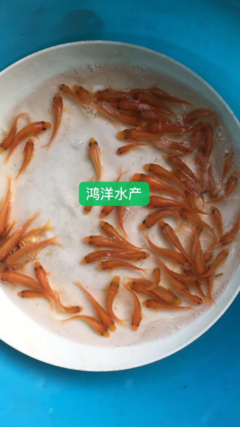 鲤鱼苗禾花鲤鱼鲤鱼水花建鲤鱼红鲤鱼苗批发