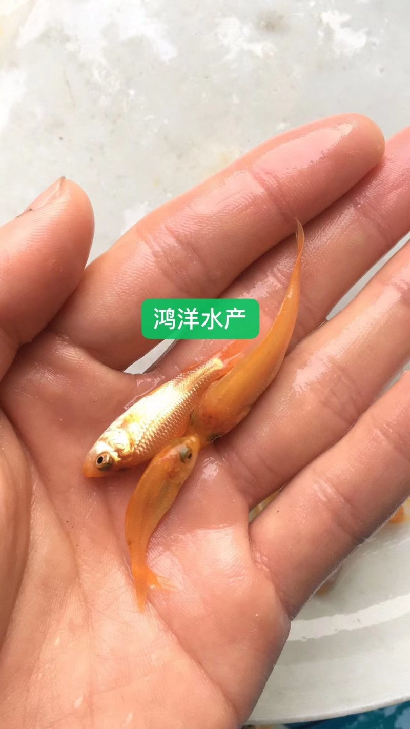 鲤鱼苗禾花鲤鱼鲤鱼水花建鲤鱼红鲤鱼苗批发