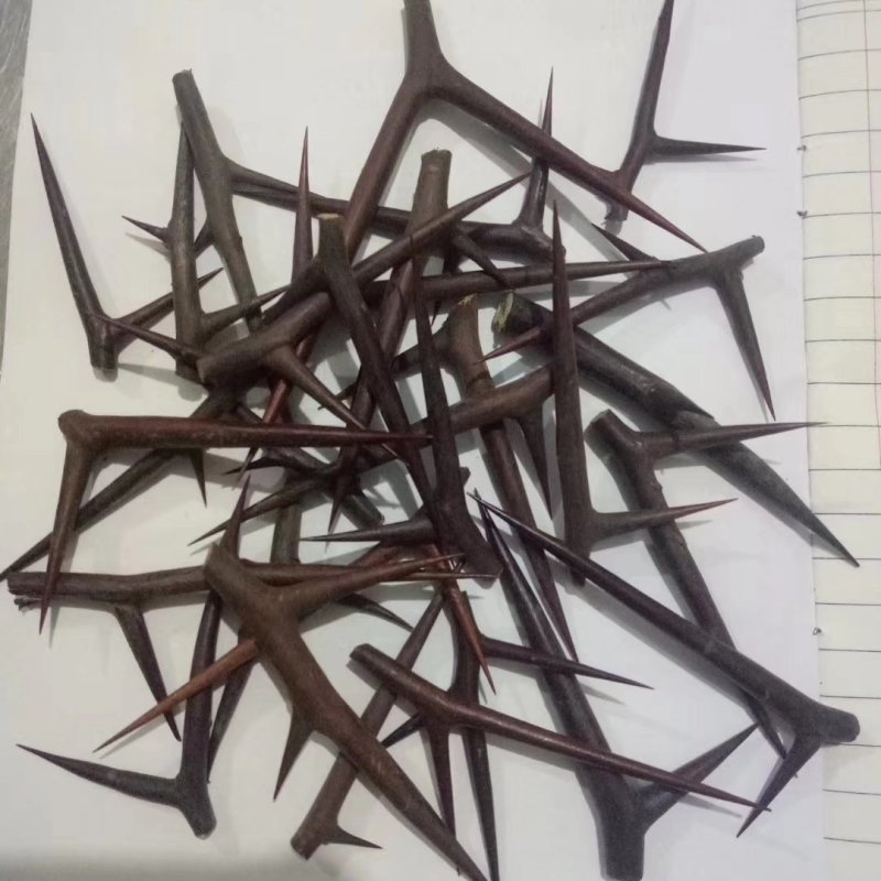 皂角刺皂角针天丁皂角角针中药材批发