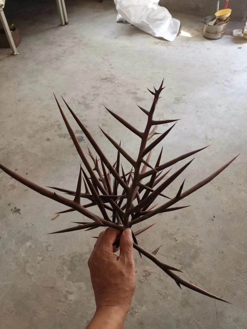 皂角刺皂角针天丁皂角角针中药材批发