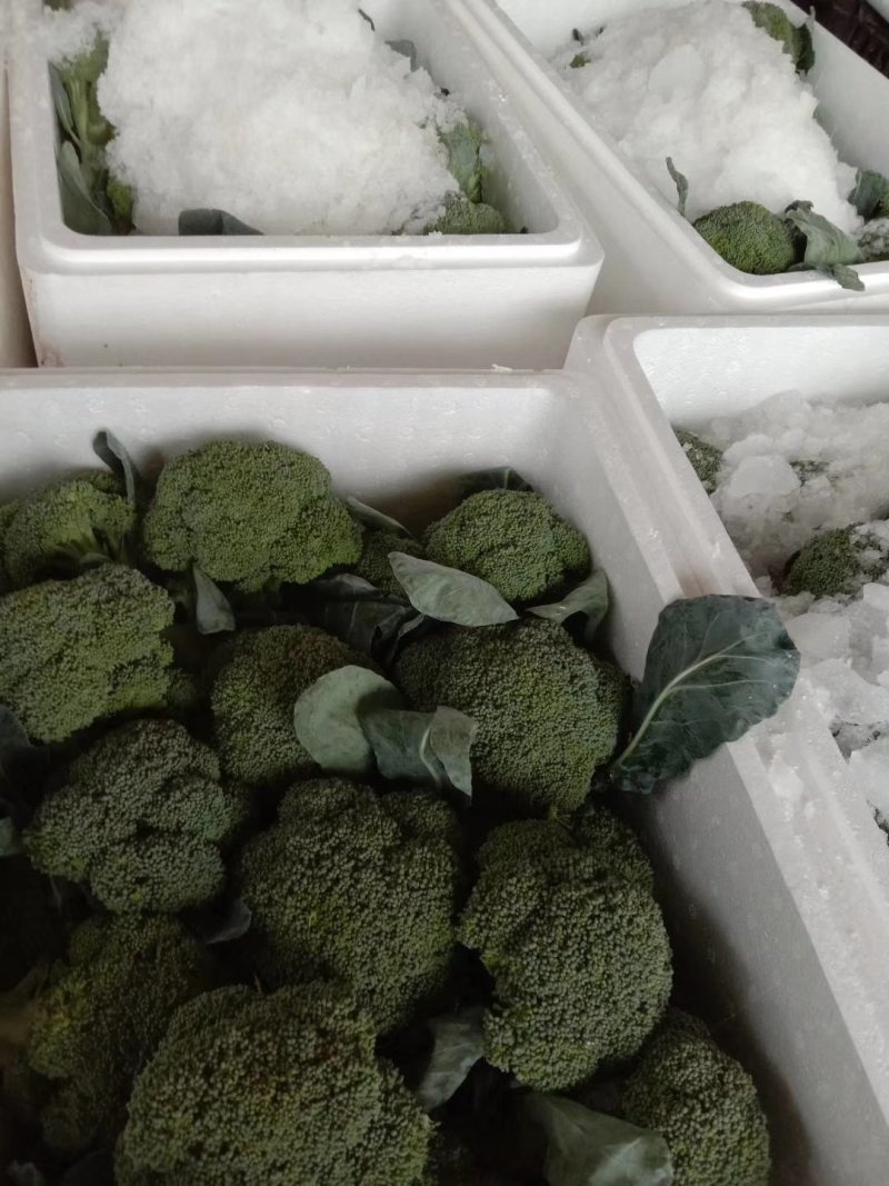 【推荐】精品西蓝花，根据客户需求提供包装人工