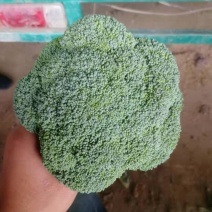 【推荐】精品西蓝花，根据客户需求提供包装人工