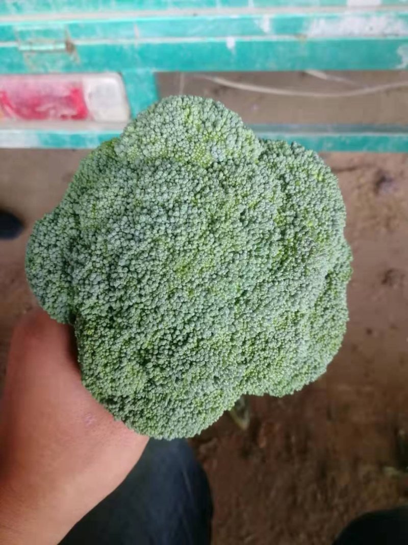 【推荐】精品西蓝花，根据客户需求提供包装人工