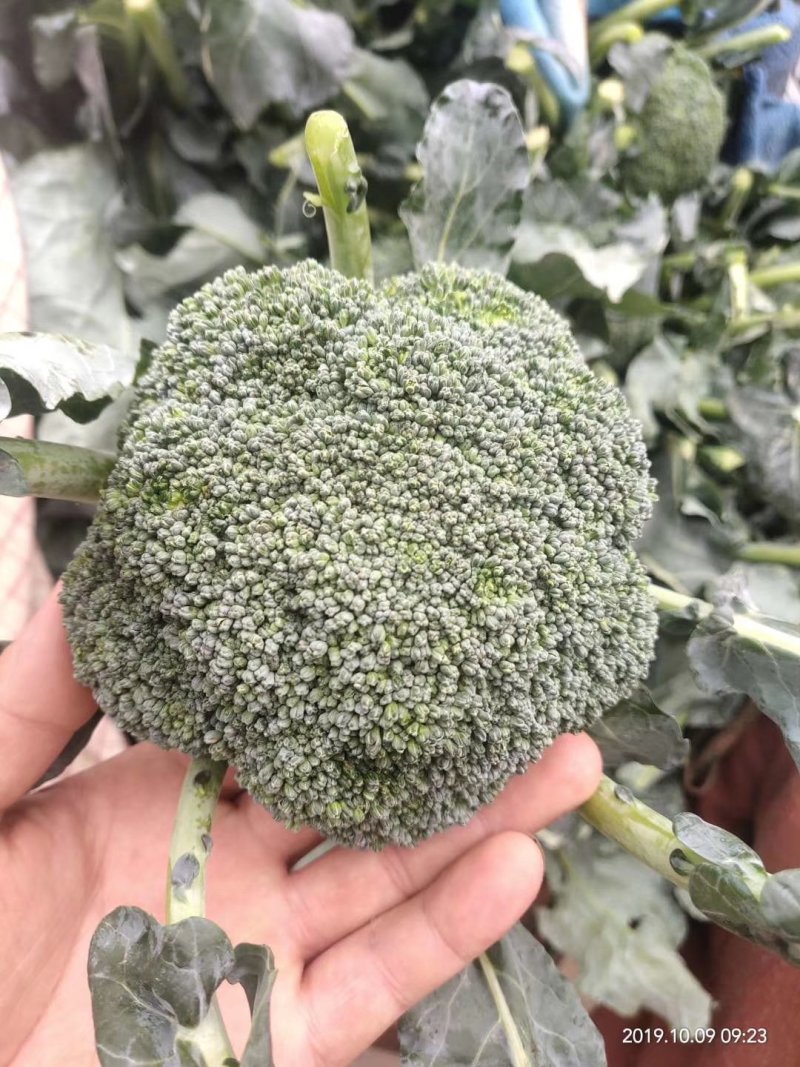 【推荐】精品西蓝花，根据客户需求提供包装人工