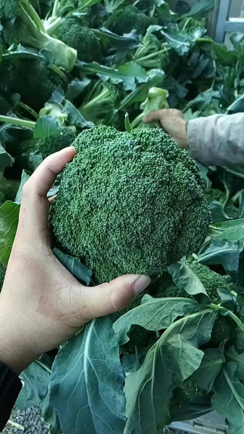 【推荐】精品西蓝花，根据客户需求提供包装人工