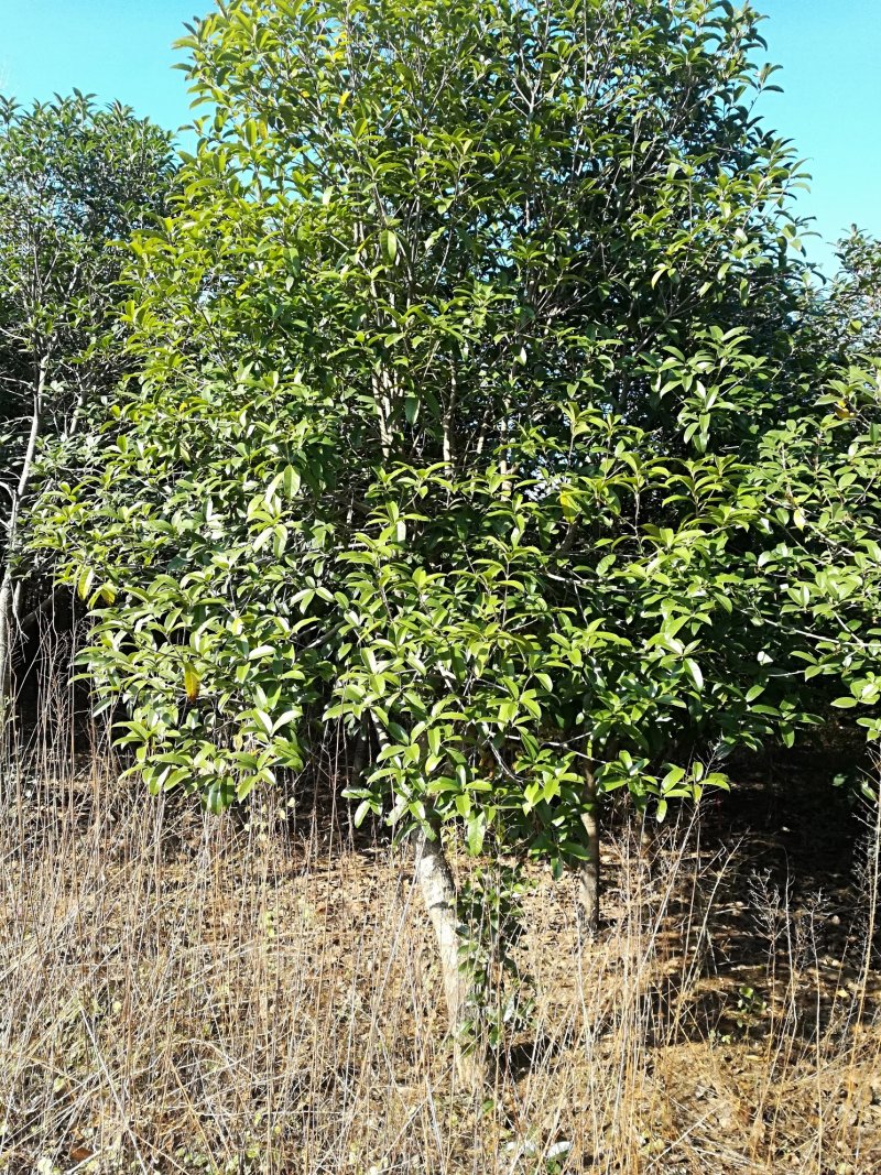 出售桂花树