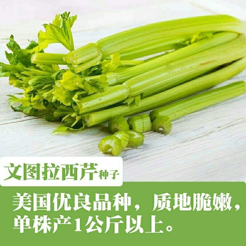 文图拉西芹种子高产夏季抗热芹菜种子易种四季蔬菜种80克