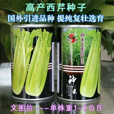 文图拉西芹种子高产夏季抗热芹菜种子易种四季蔬菜种80克
