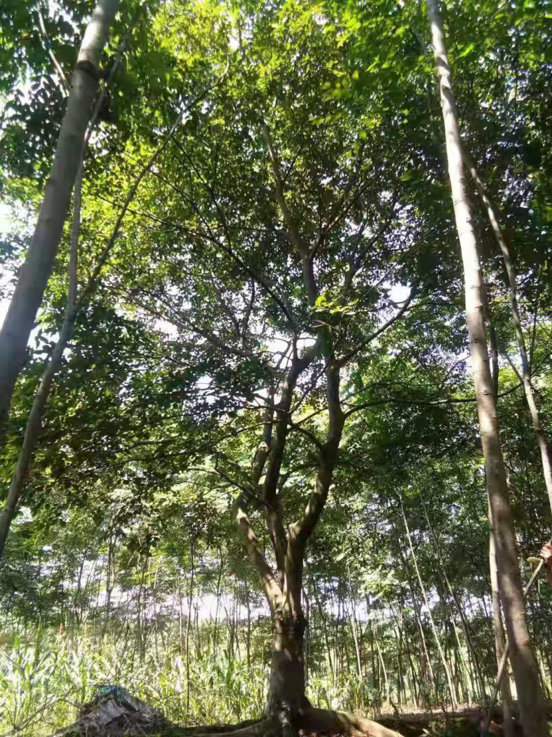 10-15-20-25-28-30公分朴树