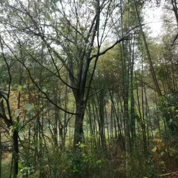 10-15-20-25-28-30公分朴树