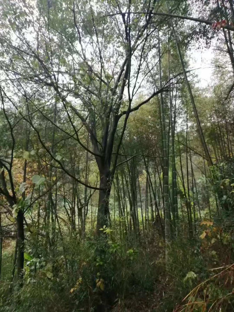 10-15-20-25-28-30公分朴树