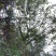 10-15-20-25-28-30公分朴树